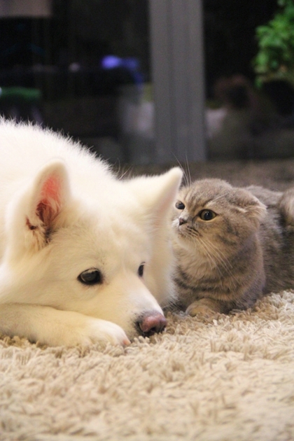 超萌的猫咪  手机壁纸