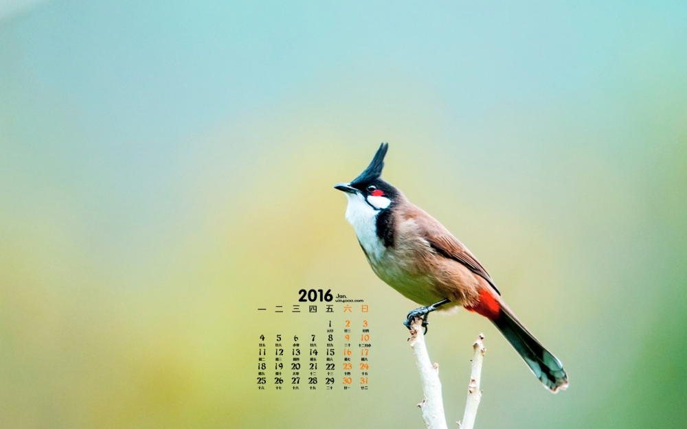 2016年1月日历可爱鸟类桌面壁纸图片1下载