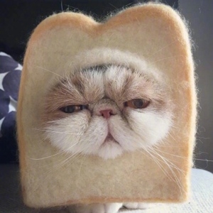 可爱猫咪日系养眼头像