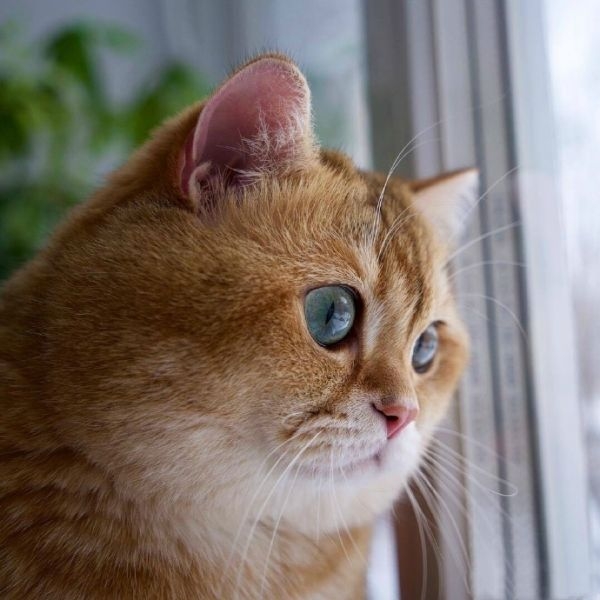 大肥猫Hosico ​​​​