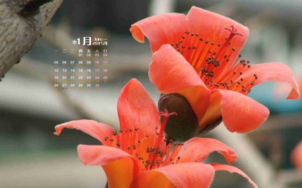 2015年1月日历壁纸唯美好看的红色木棉花高清素材图片下载5P