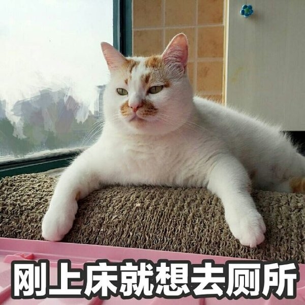 一条萌猫可爱表情包合集