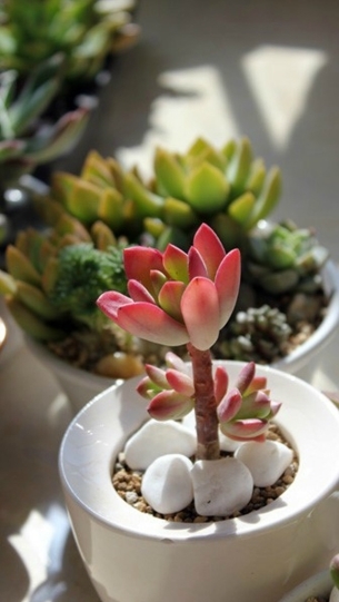 清新系多肉植物