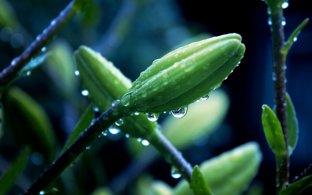 护眼植物清新图片