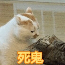 一条萌猫可爱表情包合集