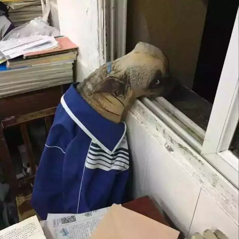 上了个厕所回来就这样了