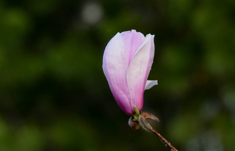 红白玉兰花图片