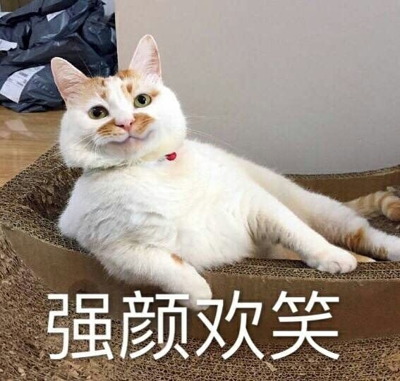 一条萌猫可爱表情包合集