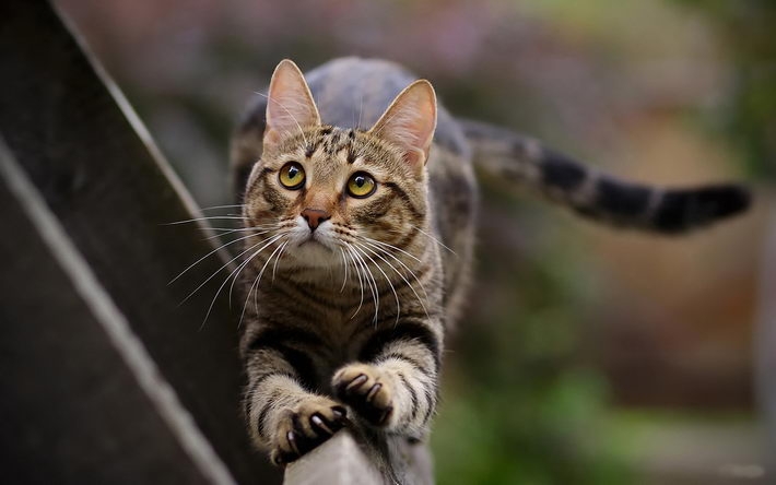 可爱的虎斑猫高清壁纸 1920x1200【10】
