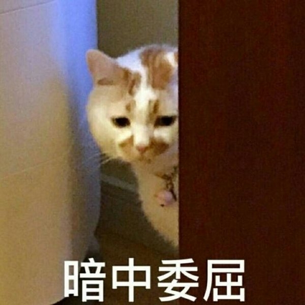 一条萌猫可爱表情包合集