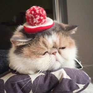 可爱猫咪日系养眼头像