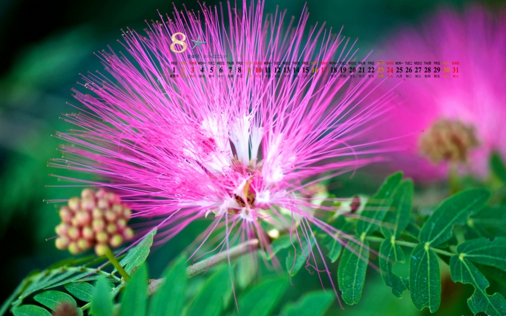 2014年8月日历壁纸大自然花草美景高清植物唯美图片