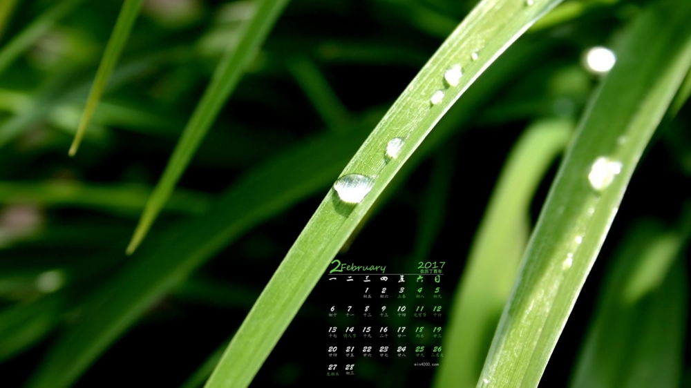 2017年2月绿色清新护眼植物日历壁纸  第一辑