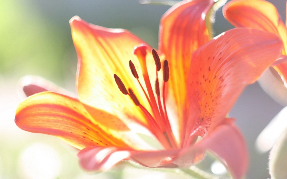 精选清新迷人百合花高清花草图片