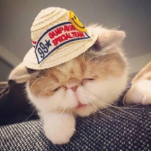 可爱猫咪日系养眼头像