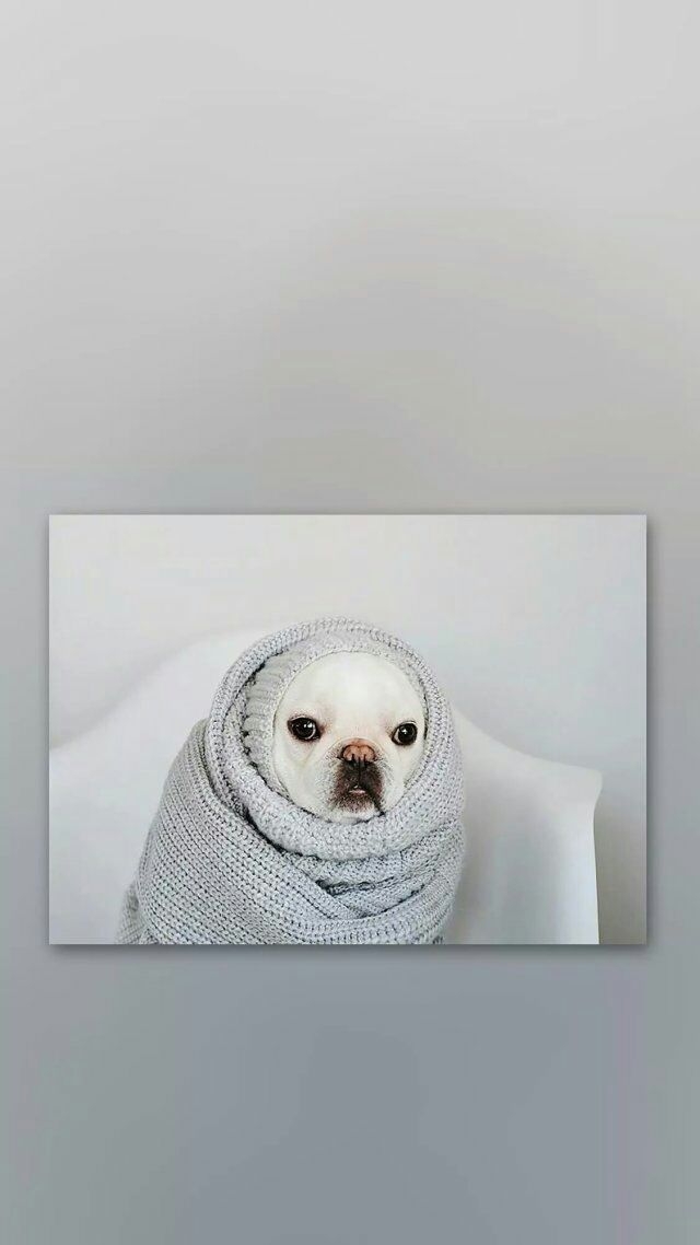 唯有被窝才是我爱的