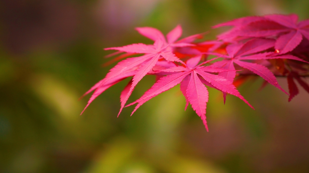 精选高清唯美花花草草桌面壁纸 第一辑