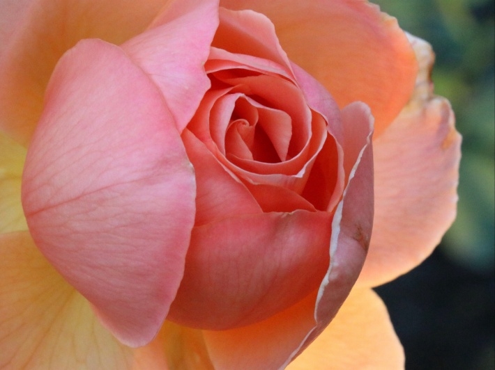 红色月季花桌面壁纸下载