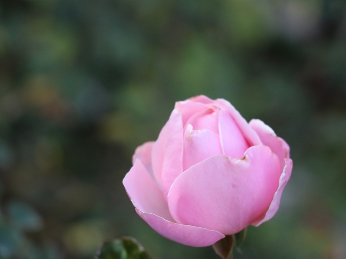 红色月季花桌面壁纸下载