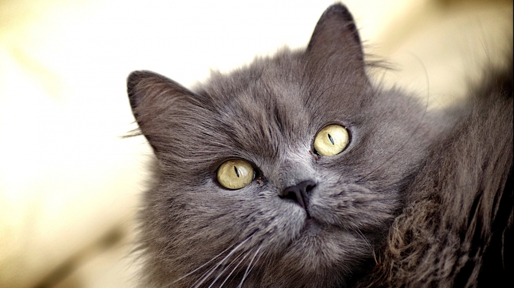 可爱猫咪高清摄影桌面壁纸下载4