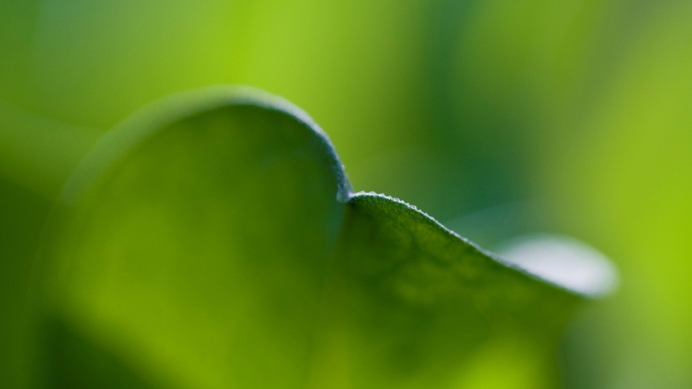 清新护眼植物图片大全