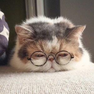 可爱猫咪日系养眼头像