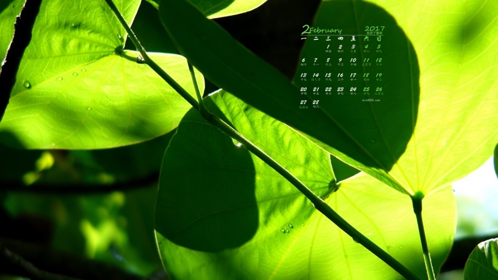 2017年2月绿色清新护眼植物日历壁纸  第一辑