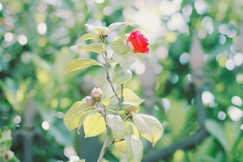 生命不是一场赛跑 唯美清新小菊花图片