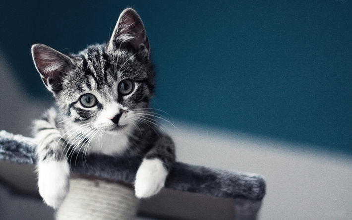 可爱的虎斑猫高清壁纸 1920x1200【10】