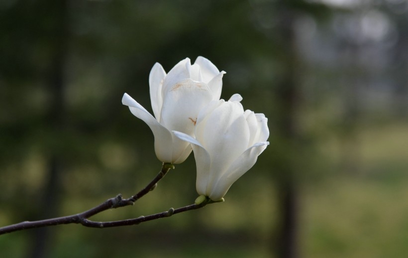 红白玉兰花图片