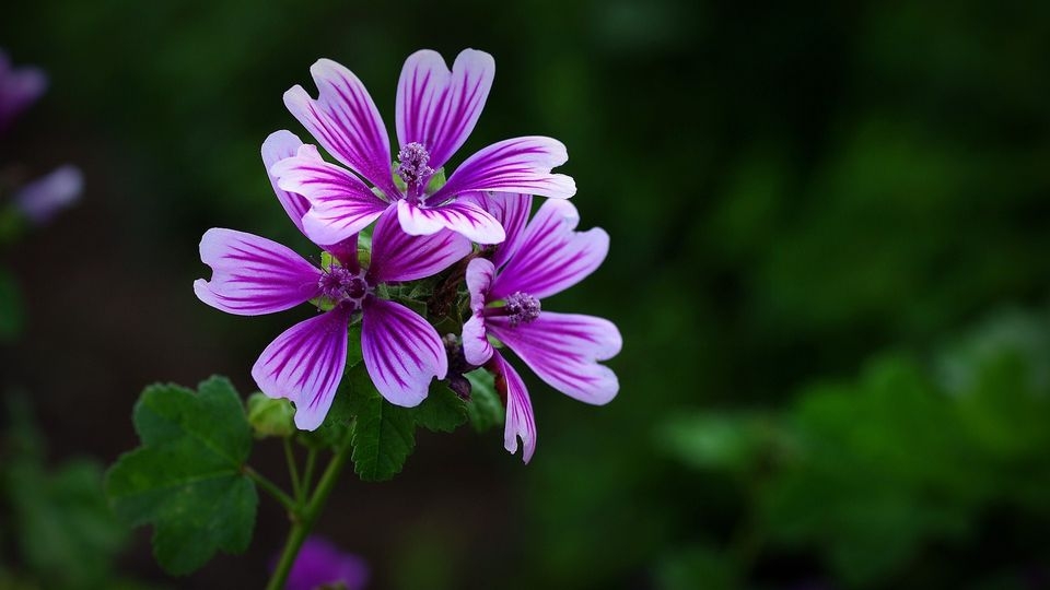锦葵花电脑高清壁纸