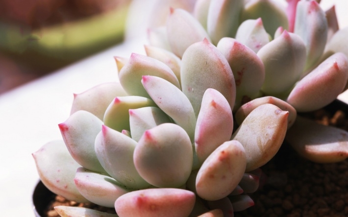 多肉植物清新图片桌面壁纸