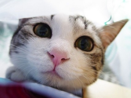 搞笑而又可爱的猫咪
