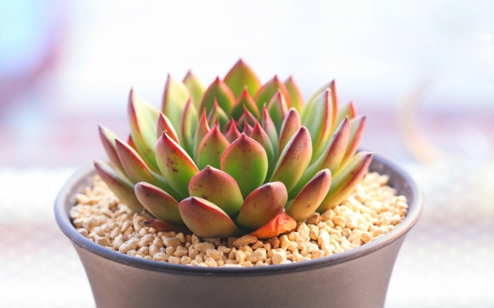 多肉植物清新图片桌面壁纸