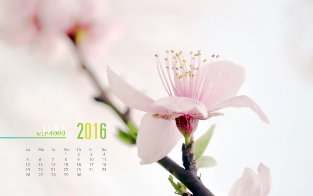 2016年6月日历清新花卉摄影图片桌面壁纸大全