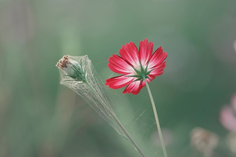 调色波斯菊图片