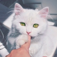 可爱猫咪图片头像