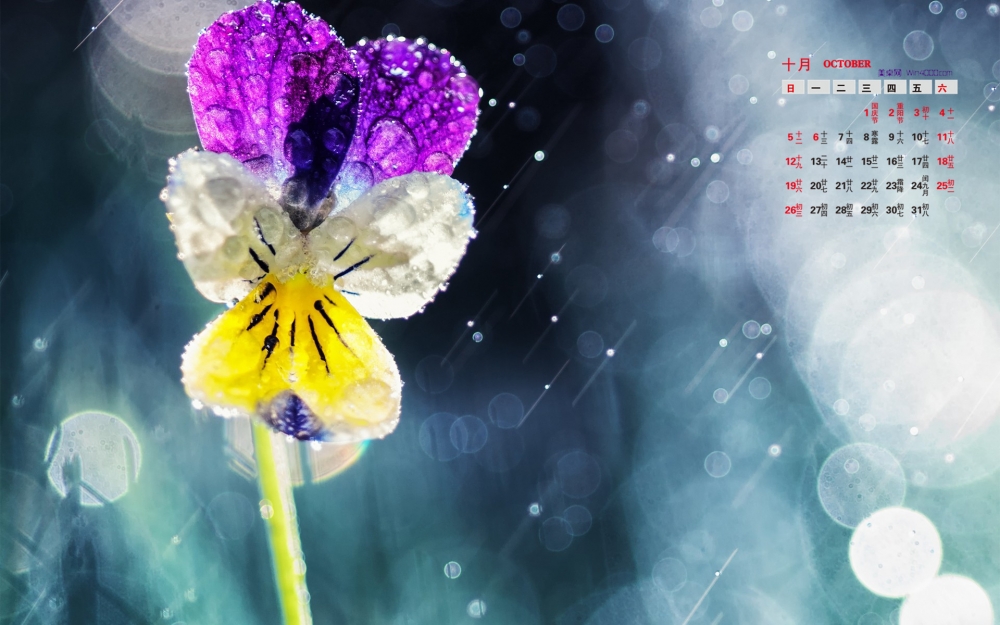 2014年10月日历壁纸高清唯美风雨飘摇中的花朵特写