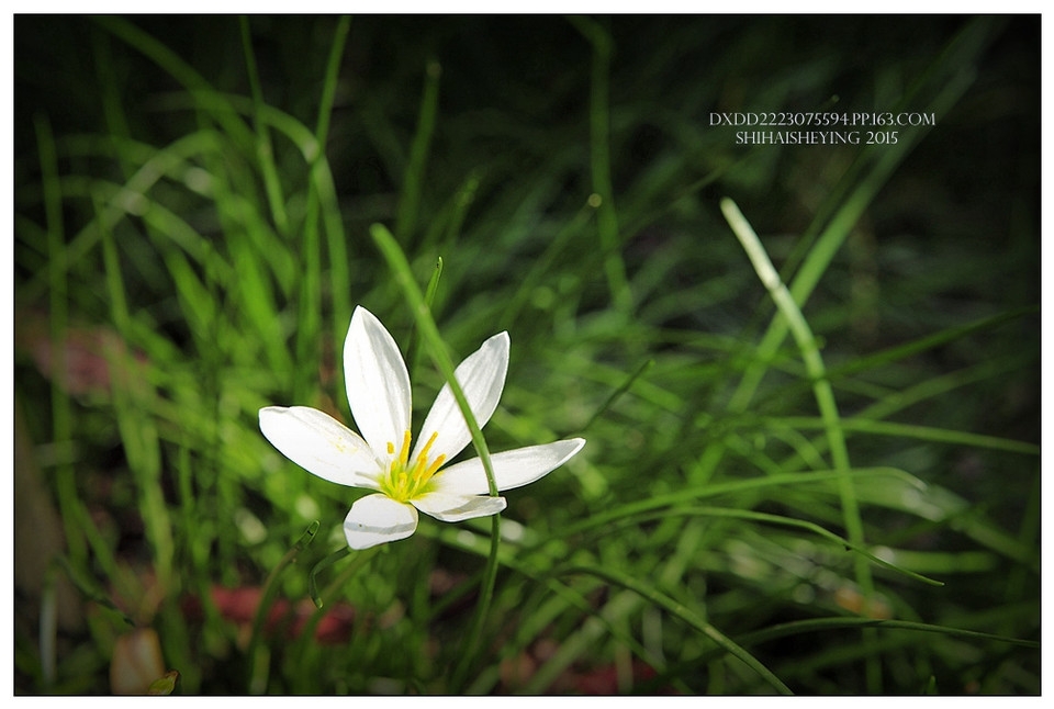 摄影清新美丽的白色韭菜莲花草图片