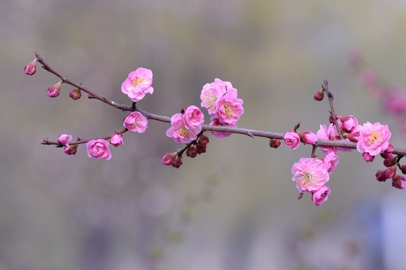 红色梅花图片