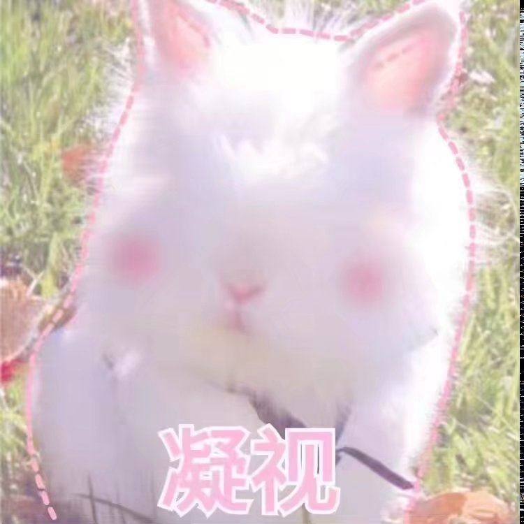 我快是一只废兔兔了