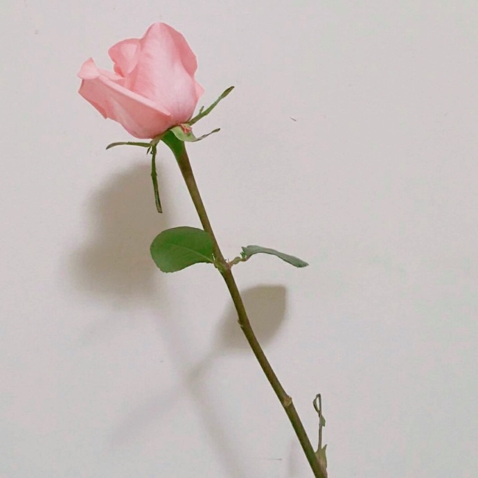 一束玫瑰花系列图片唯美大全 玫瑰花图片大全唯美壁纸