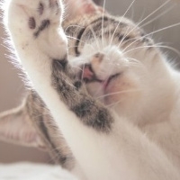 可爱猫咪图片头像