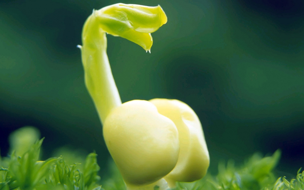 绿色护眼小清新植物嫩芽图片桌面壁纸