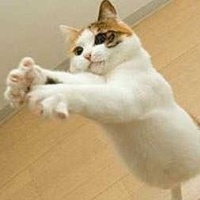 可爱猫咪图片头像
