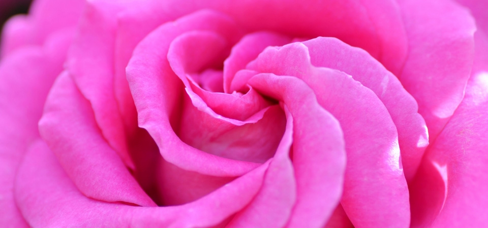 粉色玫瑰花，花瓣，玫瑰花桌面壁纸