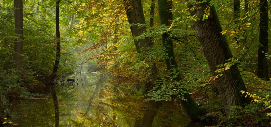 秋季，森林，河流，平静的画面，主题自然风景桌面壁纸