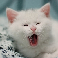 可爱猫咪图片头像