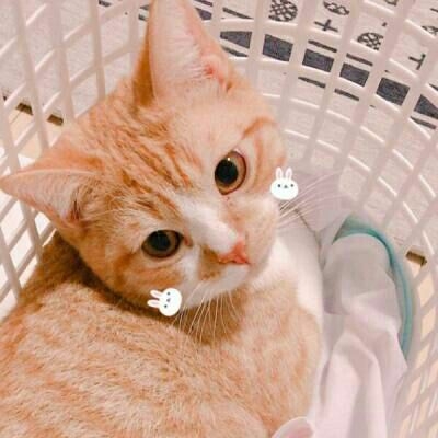 亦暖：他的猫♡