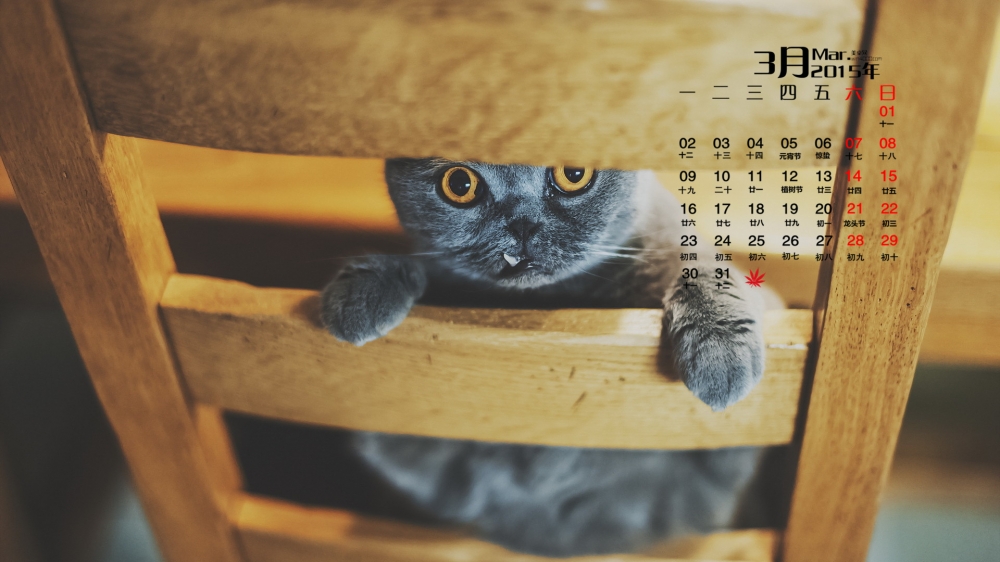 2015年3月日历壁纸精选调皮可爱的猫咪图片猫星人卖萌高清下载